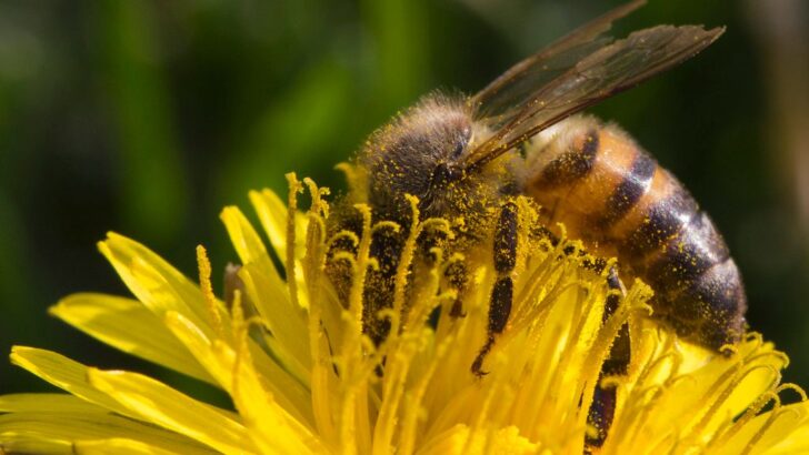 Southern California’s Tough Hybrid Bees Show Path to Defeating Hive Destroyers