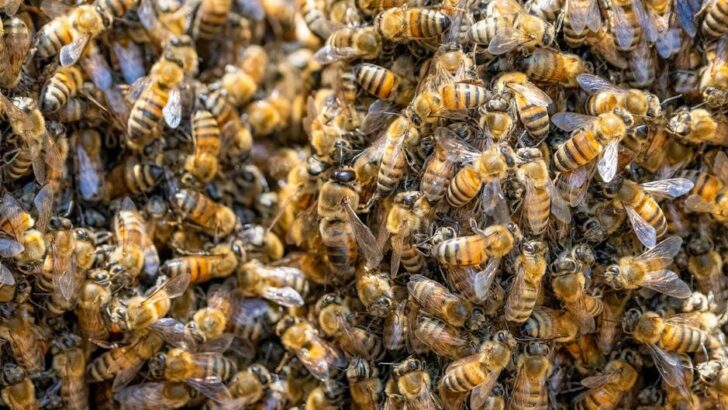 5.5 Million Ground-Nesting Bees Unearthed in Upstate New York Cemetery