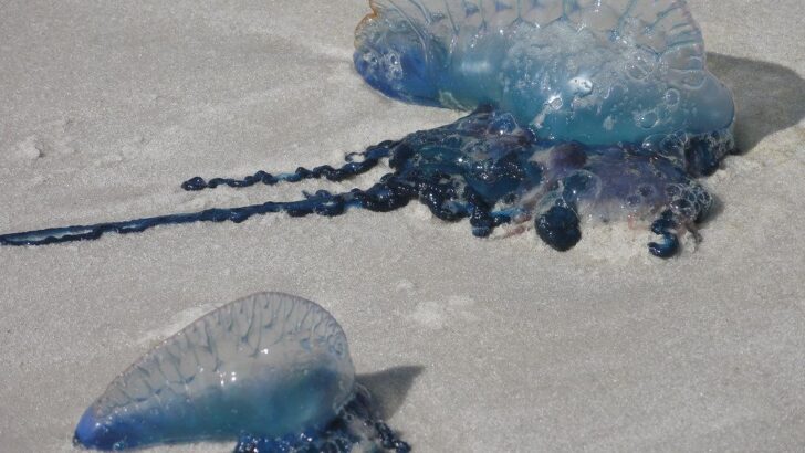 Scientists Think New Venomous Man-o’-War Species Is Now Unexpectedly Spreading