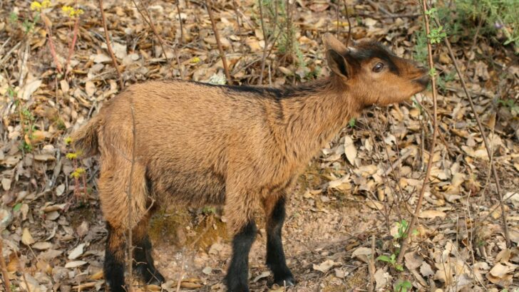 Tiny Goat Lily Adopts Cat Identity After Senior Feline Steps In as Surrogate Mom