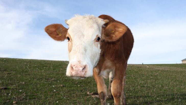 How Cows Prove They’re Giant Puppies in Disguise