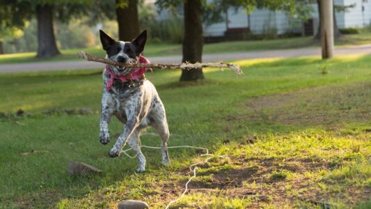 17 Dog Breeds That Bond With One Person for Life