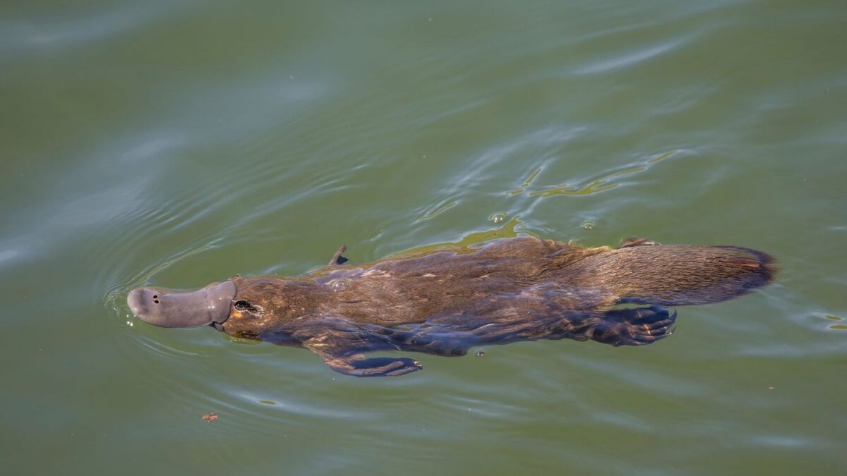 The platypus is even weirder than thought, scientists discover