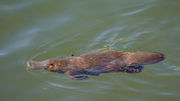 New Research Reveals the Platypus Is Even More Unusual Than Ever Imagined
