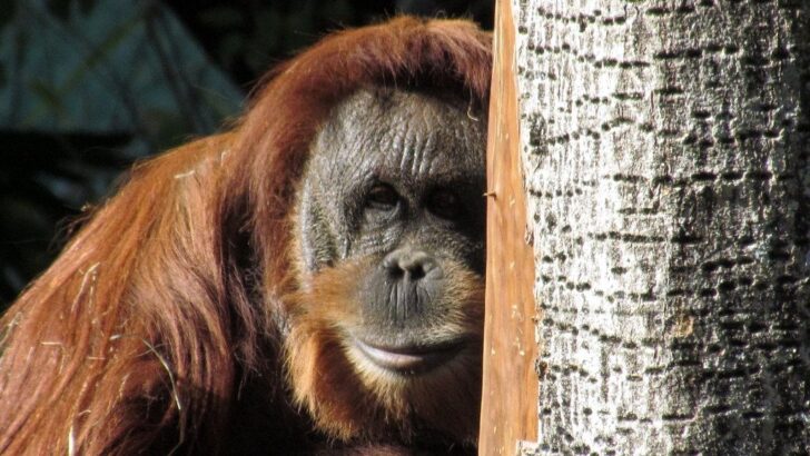 Sumatran Orangutan Crosses Indonesian Road on Rope Bridge for First Time After Two Years Of Wait