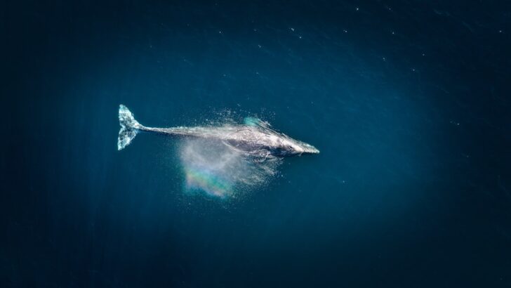 Single Blue Whale Call Trains AI to Decode Decades of Ocean Sound Data
