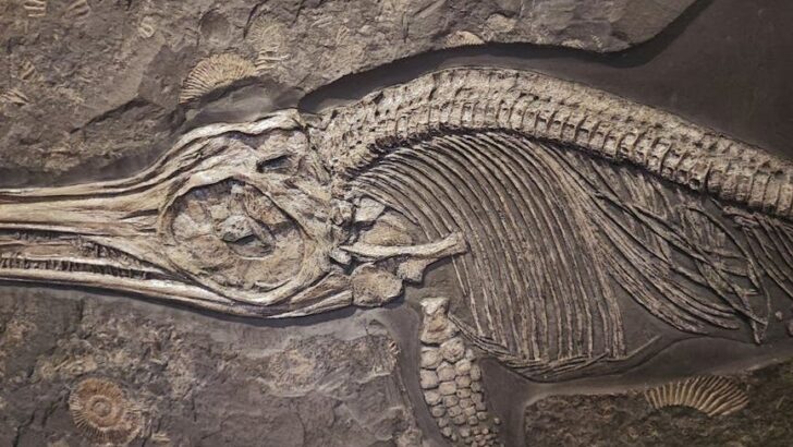 A Battered Jurassic Sea Giant’s Fossil Unlocks Secrets of Survival in Ancient Oceans