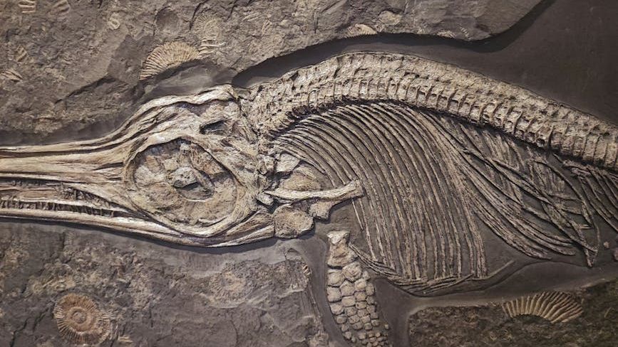 This battered Jurassic sea giant held on against the odds, and its fossil hints at an unexpected survival strategy