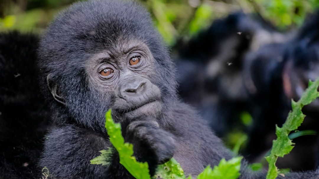 Inside 18 years of ape minds, a vast record that may upend how human intelligence began