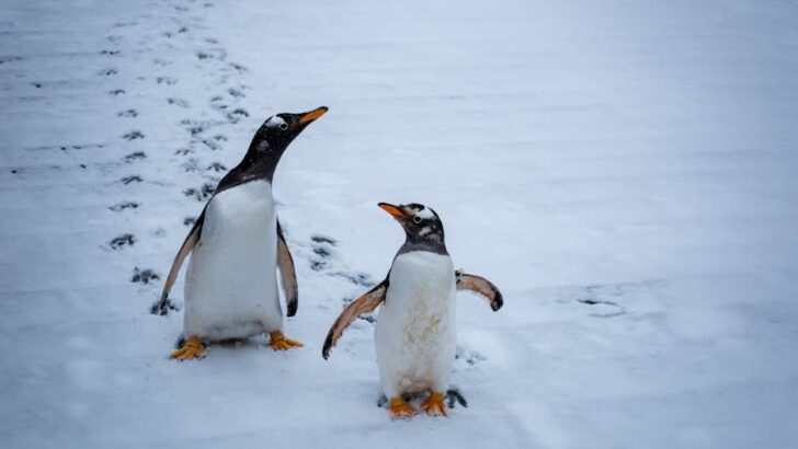 Wild Penguins Waddle Up to Human Visitors in Rare Antarctica Close Call