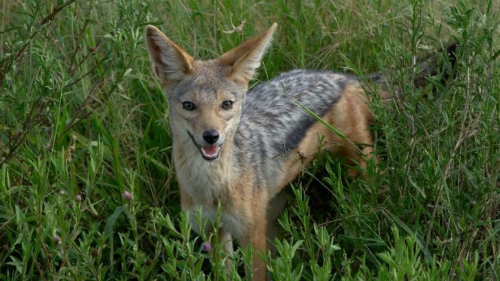 Baby Jackal Survives 20 Feet Fall Into Well and Makes Miraculous Journey Back