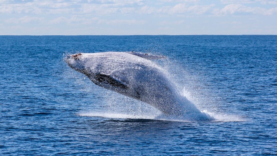 New England's Whales Are Returning, Bringing Hope to Coastal Communities