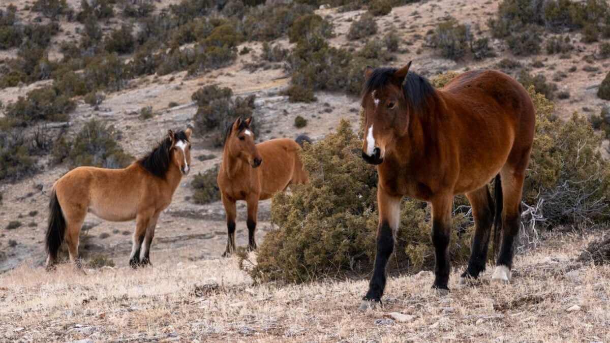 America's Wild Horses Are More Than Just a Symbol; They're a Vital Part of the Ecosystem