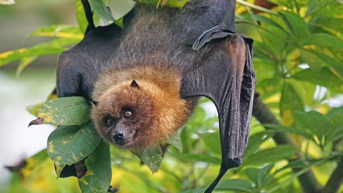 7 Common Misconceptions About Bats That You Need to Know