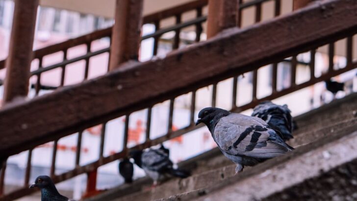 Paris Reduced Noise Pollution but Urban Birds Still Communicate at Higher Pitches