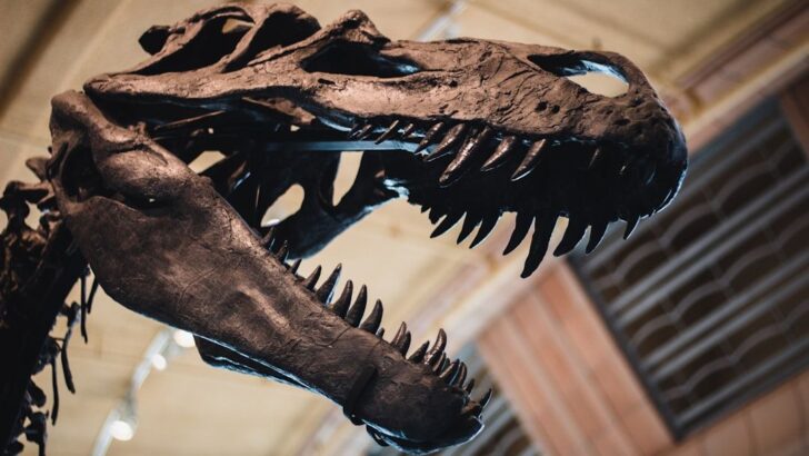 Blood Vessels Found in T. Rex Bone Unlock Secrets of Dinosaur Biology