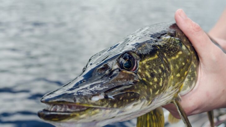 Invasive Northern Pike Surges in Alaska’s Warming Rivers, Threatening Salmon