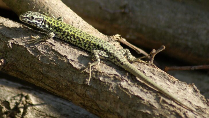 Mediterranean Hulk Lizards Shatter Assumptions About Evolutionary Stability