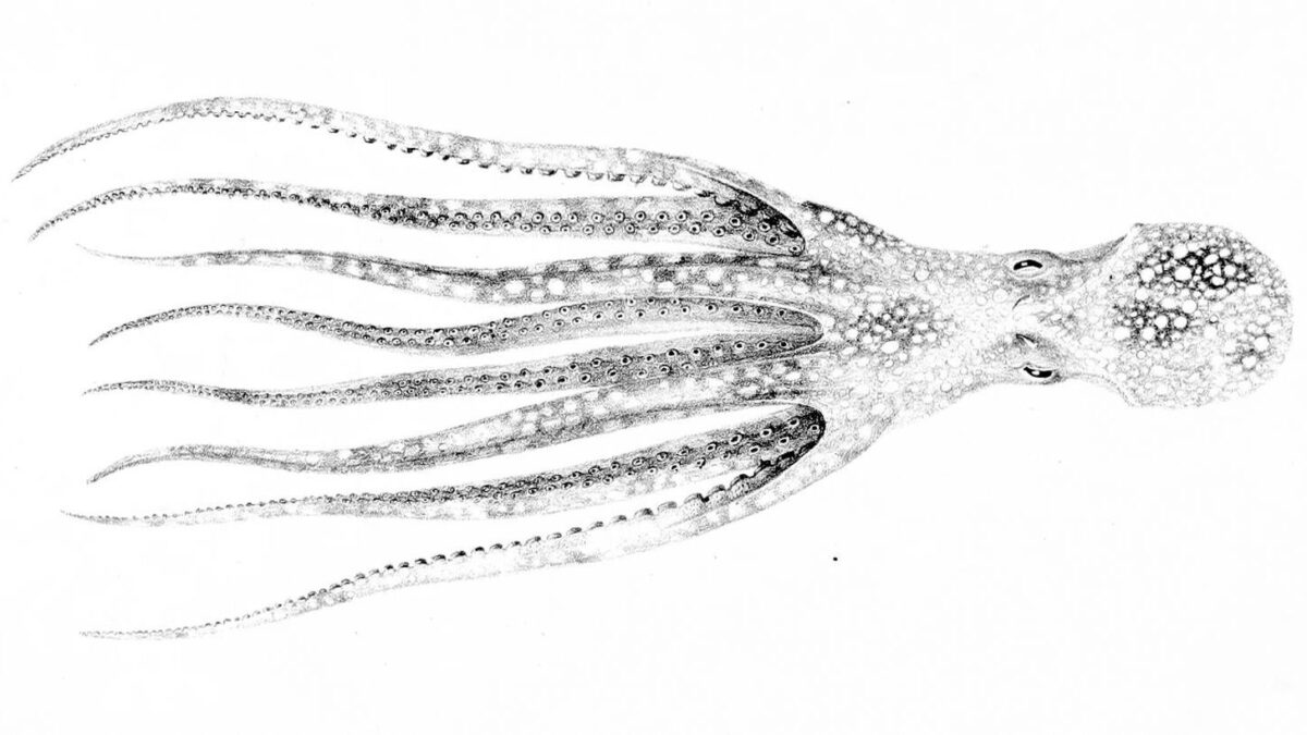 Giant octopuses may have ruled the oceans 100 million years ago