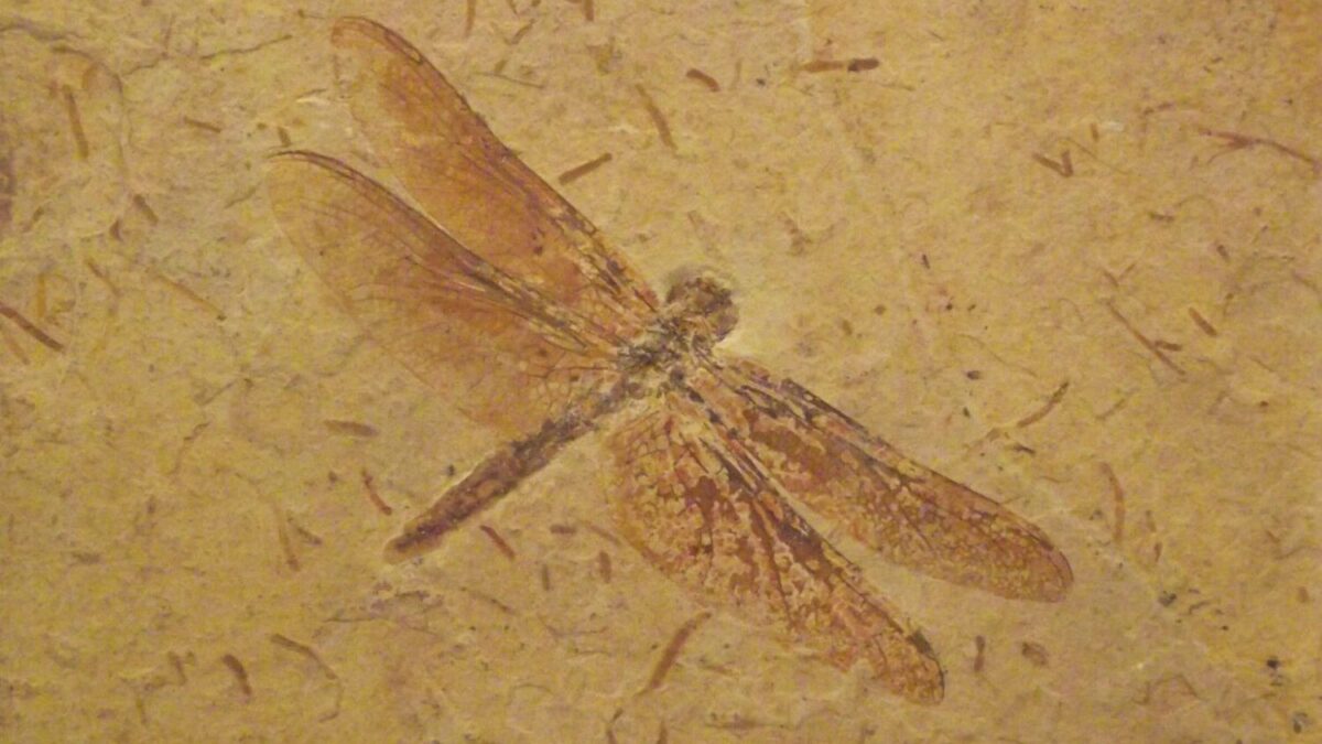 Giant prehistoric insects didn’t need high oxygen after all, study finds