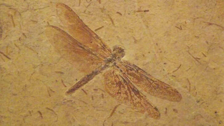 Giant Prehistoric Insects Didn’t Rely on High Oxygen for Their Size, Landmark Study Shows