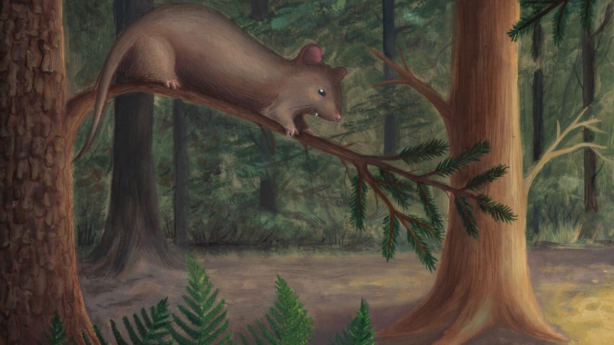 Before dinosaurs vanished, a hamster-sized mammal was already shaping what survived next on the Pacific Coast