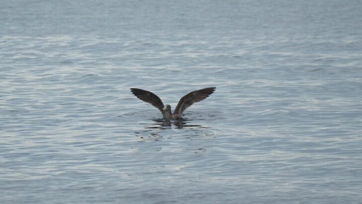 Climate Change Is Starving Australia’s Iconic Shearwaters