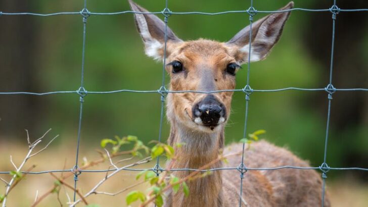 Young Deer Folded Nearly in Half by Spiked Fence Gets Rescued Just in Time