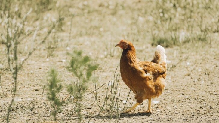 Foster Chicken Stevie Embraces Life in the Dog Pack, Lays Eggs in Crate