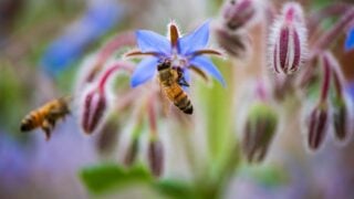 12 Fragrant Herbs That Attract 5x More Honeybees Than Any Traditional Flower Bed