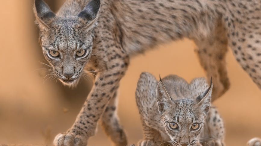 These Endangered Species Are Making Remarkable Comebacks Thanks to Dedicated Efforts