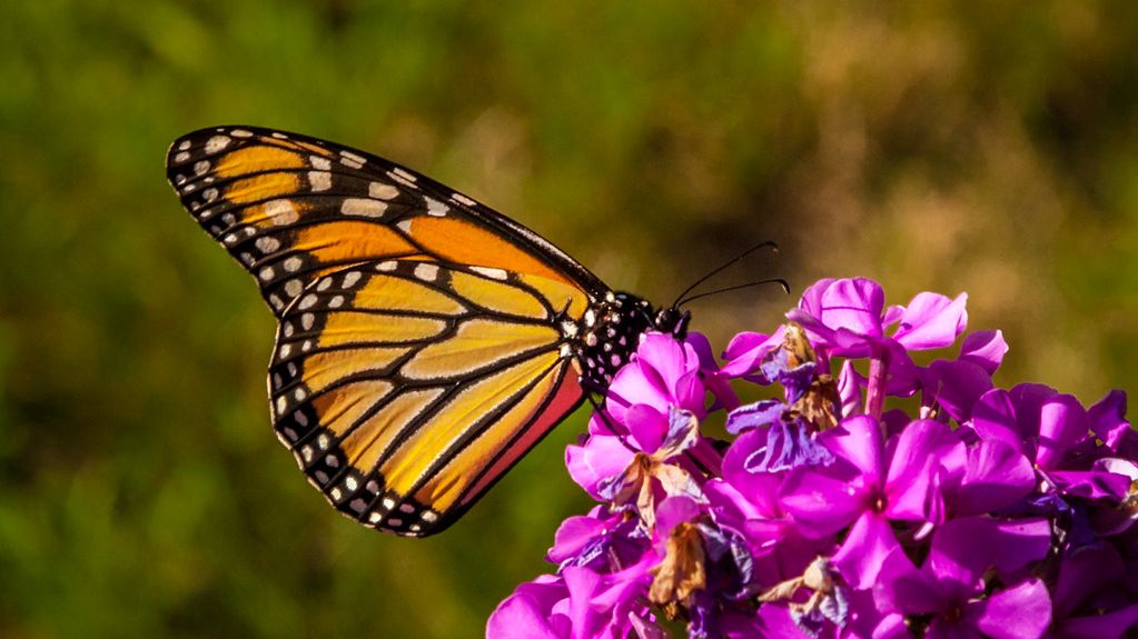 12 Flowers Attracting 5x More May Butterflies