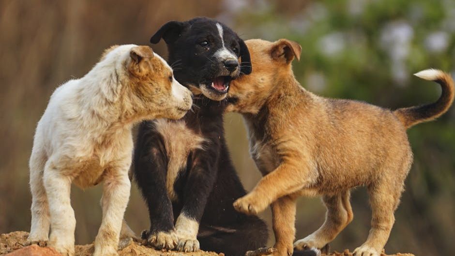 12 Common Mistakes Pet Owners Make That Can Harm Their Beloved Animals