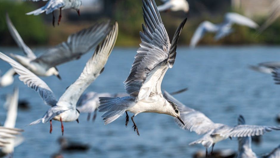 Migratory Birds Are Changing Their Routes Due to Warming Global Temperatures
