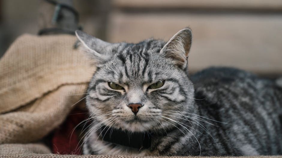 5 Ways to Prepare Your Pets for Natural Disasters and Keep Them Safe