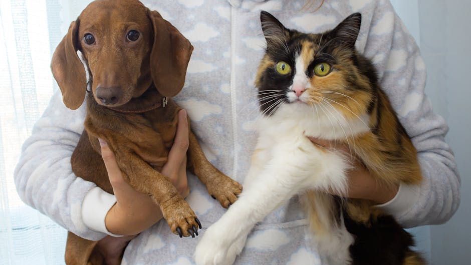 15 Signs Your Pet Is Secretly a Genius (And How to Spot Them)