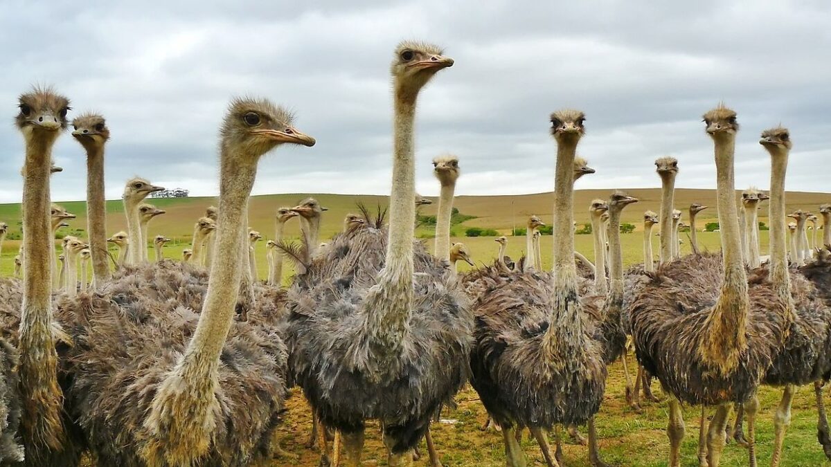9 Common Myths About Wild Animals That Are Simply Not True