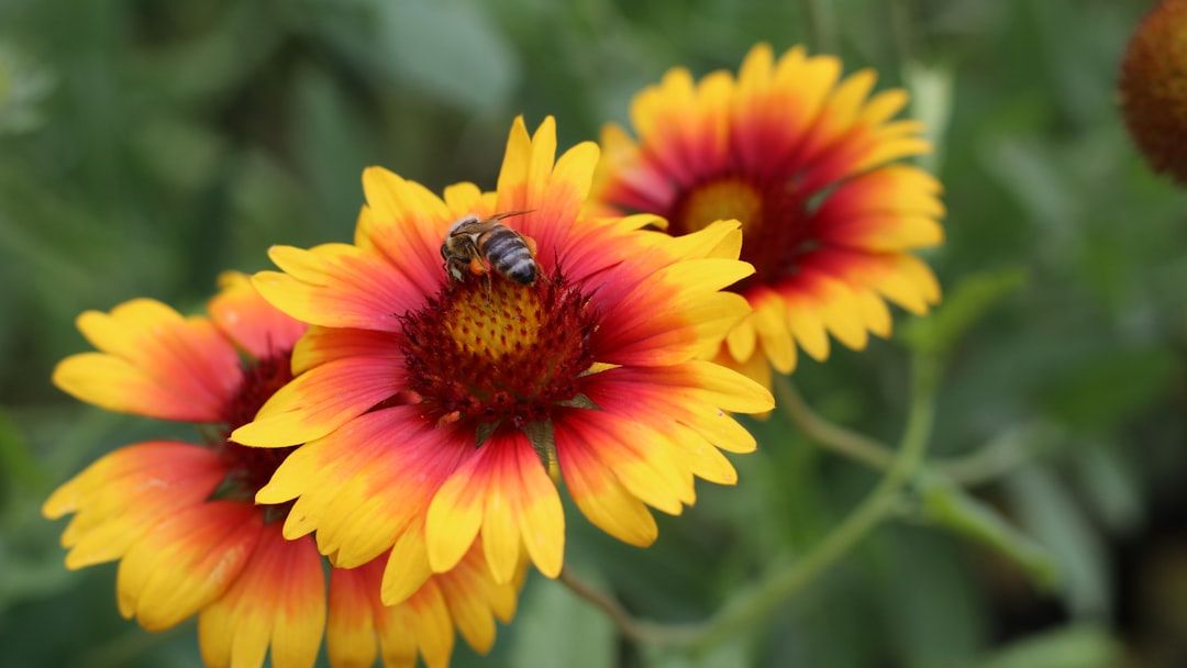 9 Indigenous Plants That Grow 4x Faster Than Store-Bought Annuals