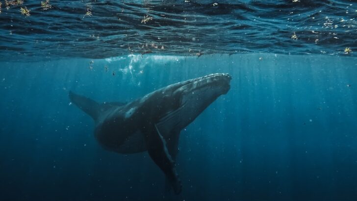 Study Reveals Oceans Divide Whale Groups but Their Genes Tell a Different Story