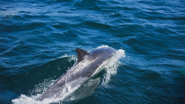 Acoustic Monitoring Uncovers Year-Round Foraging Habits of Endangered Hector&rsquo;s Dolphins