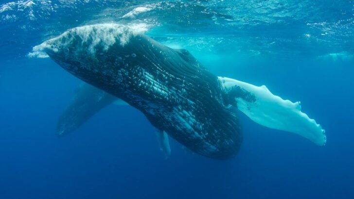 Sea Ice Barriers from Centuries Ago Still Guide Bowhead Whale Recovery