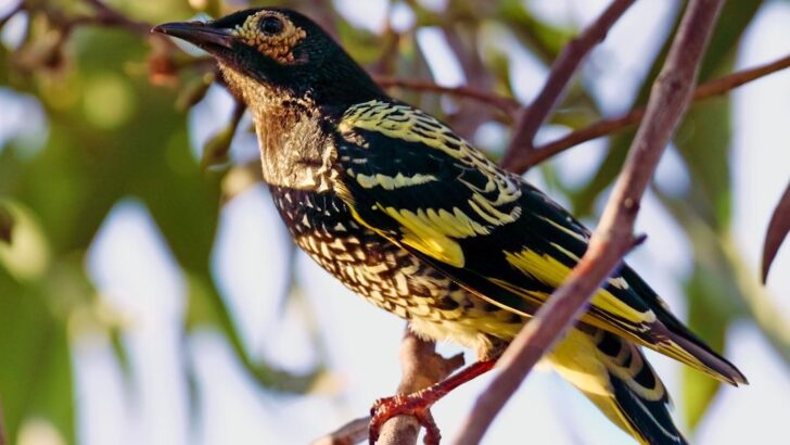 Possums and Gliders Emerge as Key Threats to Critically Endangered Native Australian Bird