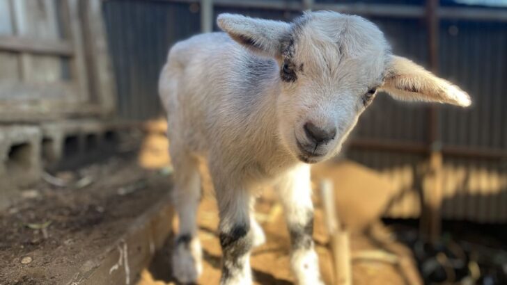 Miracle Goat Defies Odds After Car Crash, Delivers Healthy Babies in Greece