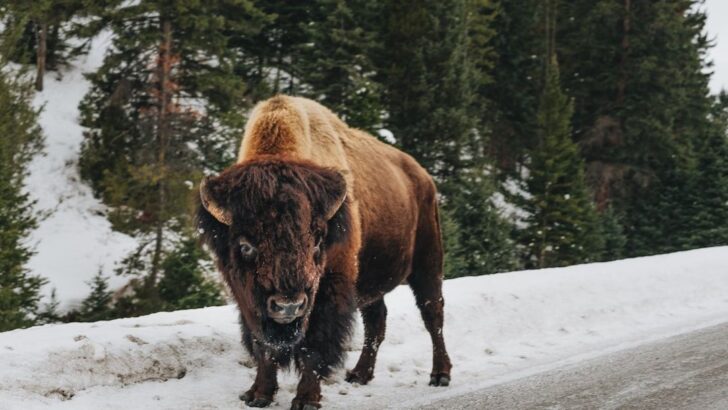 America’s Wild Bison Herds Are Making a Powerful Comeback Across the Plains
