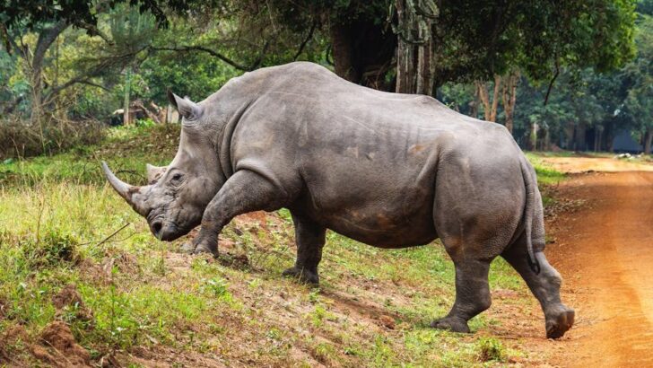 New Technologies Are Revolutionizing How We Protect Endangered Species