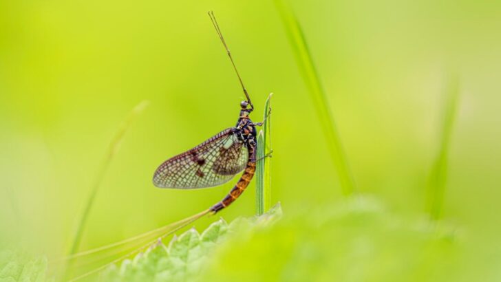 New Study Uncovers the Secret Behind Mayfly Swarm Mastery and Vertical Precision