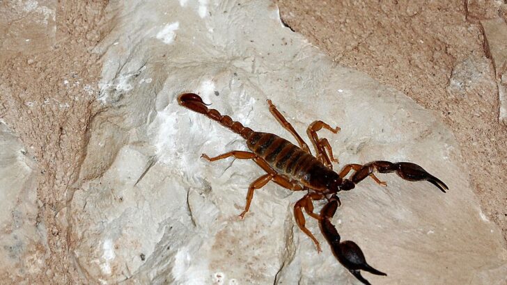 Scorpions Use Metal Reinforcement Precisely in Weapons to Suit Hunting Styles