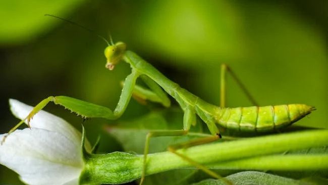 Unseen Wonders: The Secret Lives of Backyard Creatures Revealed in Stunning Detail