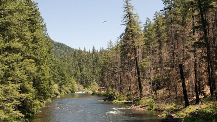 America’s Wild Lands Are Healing: A Glimpse into Nature’s Remarkable Comeback