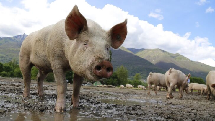 20 Smartest Animals on The Planet Ranked